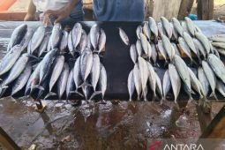 Nelayan di Kupang sebut tangkapan ikannya berkurang karena cuaca buruk