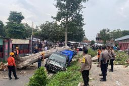 Angin kencang di Blitar sebabkan mobil tertimpa pohon tumbang