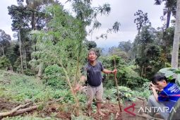 BNNK Empat Lawang tangkap pemilik satu hektare ladang ganja