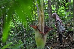 Bunga Amorphophallus mekar sempurna