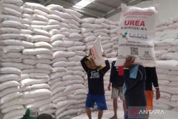 Persediaan pupuk subsidi di Lebak relatif aman dan cukup