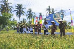 Kalbar targetkan produksi padi di tahun 2024 sebanyak 1,06 juta ton GKG