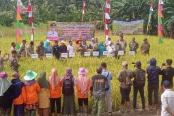 Realisasi produksi padi di Kalbar pada 2023 sebesar 892.833 ton GKG