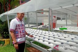 Lapas Ambon budidaya hidroponik tingkatkan produktivitas warga  binaan