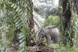 Banjir, dua gajah liar masuki pemukiman warga