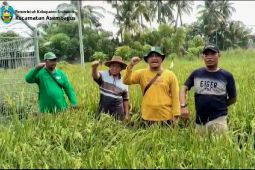 Padi BK Situbondo mampu bertahan meski sawah terkontaminasi air belerang