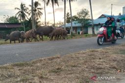 Mukomuko pidanakan warga lepasliarkan hewan ternak