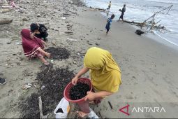 Tumpahan batu bara berulang kali cemari di pantai Aceh Barat, kemana pemerintah?
