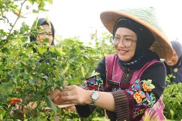 Desa Bades, sentra pemasok utama cabai di Lumajang