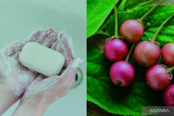 Daun Kersen jadi sabun mandi, inovasi Mahasiswa Unja untuk atasi banyak masalah kulit