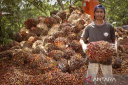 Harga TBS Sawit di Kaltim naik di periode awal  Januari 2024