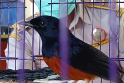 Karantina Pelabuhan Ketapang gagalkan penyelundupan burung berkicau