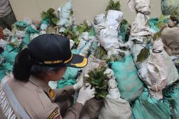 BKHIT Maluku pastikan bibit  jati masuk ke Namlea bebas OPTK