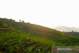 Kuningan susun program serap beras organik dari petani