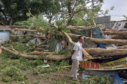Belasan tempat usaha di Malang rusak akibat pohon tumbang