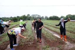 Pemprov Banten gencarkan tanam cabai di pekarangan rumah