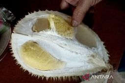 Kisah sukses pembudi daya durian kromo organik