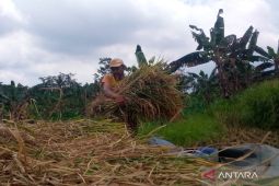 Diskatan Kuningan: Petani dapat tebus pupuk subsidi pakai KTP