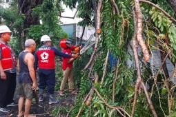 Pemkab Sidoarjo siagakan 112 tangani pohon tumbang
