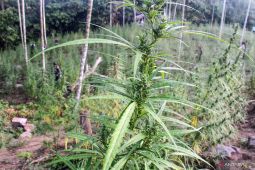 BRIN kembangkan teknologi pendeteksi ladang ganja berbasis satelit, harus dicoba di Aceh