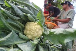 Petani padi beralih tanam bunga kol