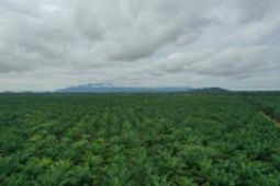 Praktik land application mampu kurangi impor pupuk