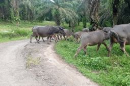 Usaha peternakan kerbau di Lebak jadi andalan tabungan keluarga