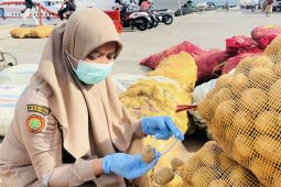 Cegah penyebaran penyakit, BKHIT Maluku periksa kentang asal Manado