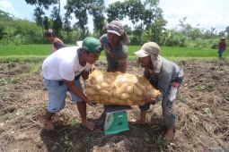 Panen ubi musim hujan