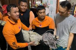 Petugas BPBD Surabaya evakuasi buaya muara lepas milik warga