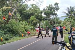 Petugas lakukan sterilisasi pohon rapuh di jalur sirip JLS