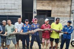 Damkar Kota Tangsel evakuasi ular piton pemangsa kucing peliharaan