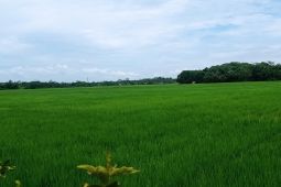 Pemkab Lebak targetkan lahan 1.000 hektare untuk program IP padi 400