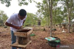 News Feature - Reaping sweet returns with kelulut honey in the heart of Borneo