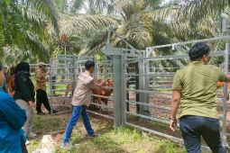 Disbunak Paser lakukan pemeriksaan hewan ternak antispasi PMK