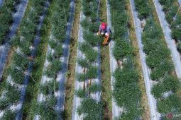 Harga cabai keriting di petani Gorontalo Rp18.750 per kg