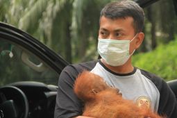FKD Sumut minta koridor orang utan  tapanuli ditetapkan lewat perda