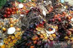 Harga TBS sawit Kaltim terus naik dalam tiga periode