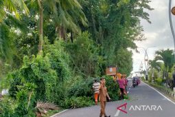 DLH Bangka pangkas pohon di pinggir jalan utama