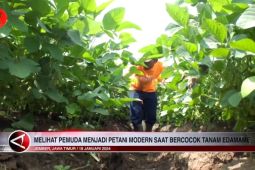 Melihat pemuda menjadi petani modern saat bercocok tanam edamame