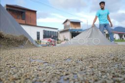 Harga kopi arabika Gayo turun