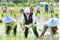 Dinas Pertanian : Tambahan subsidi tutup kekurangan pupuk 2024