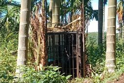 Seekor Harimau Sumatra masuk jebakan di Pasaman Sumbar