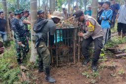 BKSDA Sumbar bawa harimau masuk kandang jebak ke TMSBK Bukittinggi