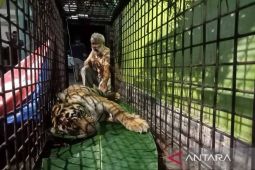 Tim Medis BKSDA periksa kesehatan harimau masuk perangkap di Aceh Selatan