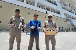 BKHIT  Maluku gagalkan penyelundupan 16 satwa endemik Maluku