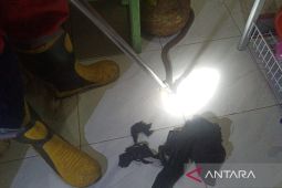Damkar Kota Bengkulu evakuasi king kobra dari rumah kos