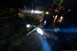 Pohon Tumbang Akibat Angin Kencang