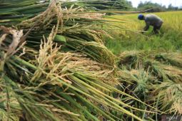 Bapanas takes five measures to stabilize rice supply, prices