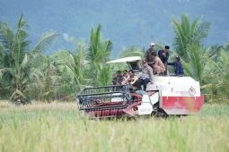 Produktivitas padi Varietas Nutri Zinc di Kabupaten Sambas 9,7 ton per hektare